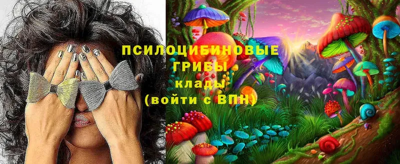 сколько стоит  Кубинка  Галлюциногенные грибы Psilocybe 